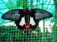 Butterflies in the Butterfly Garden